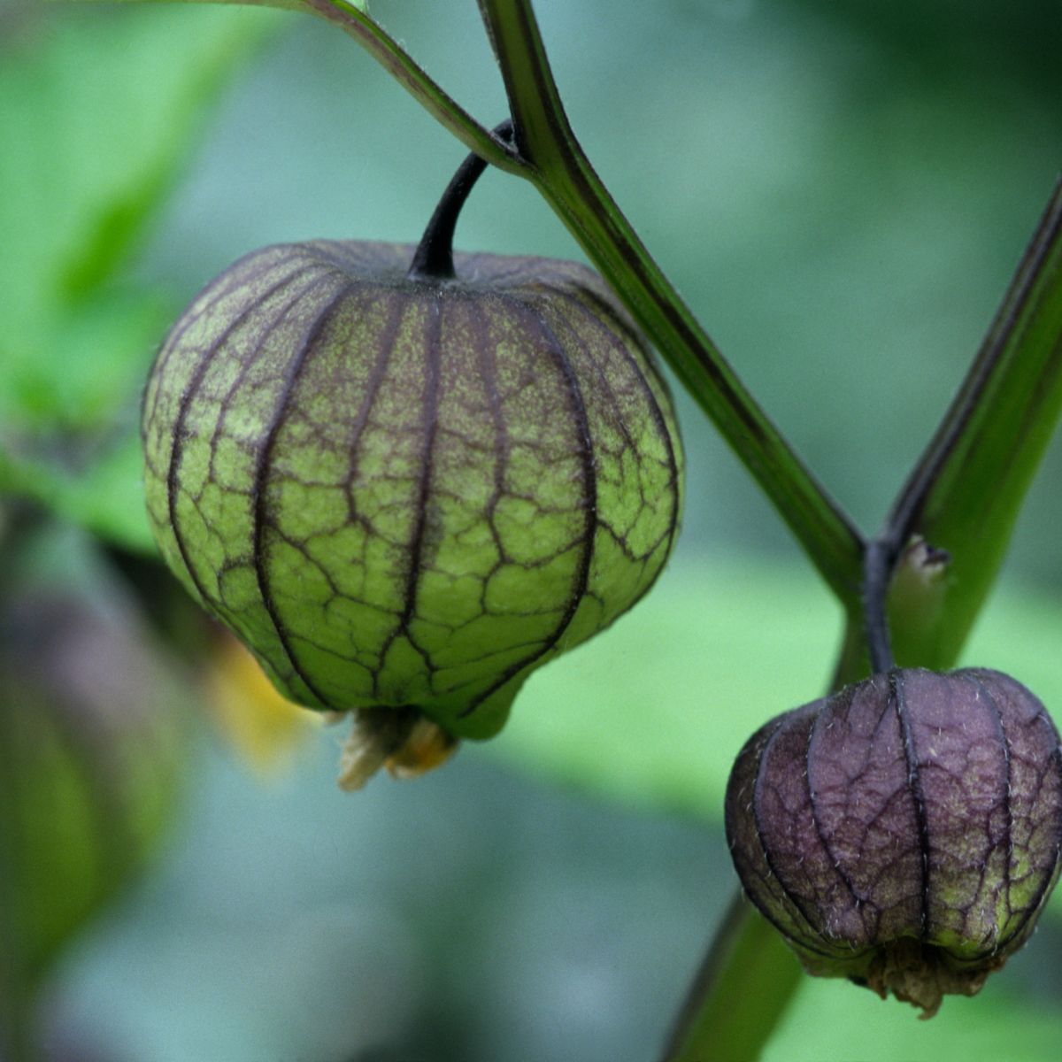 Tomatillo Pflanze
