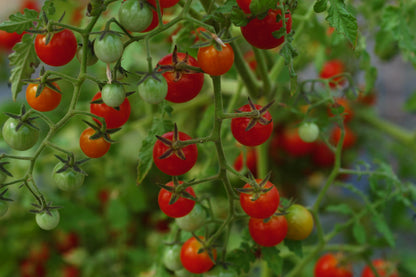 Wildtomate Tomatito de Jalapa