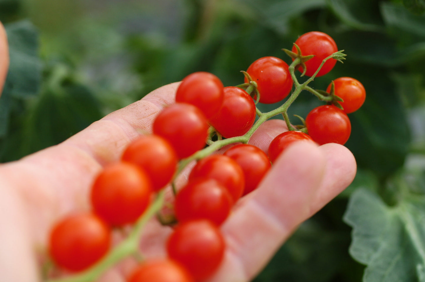 Wildtomate Tomatito de Jalapa