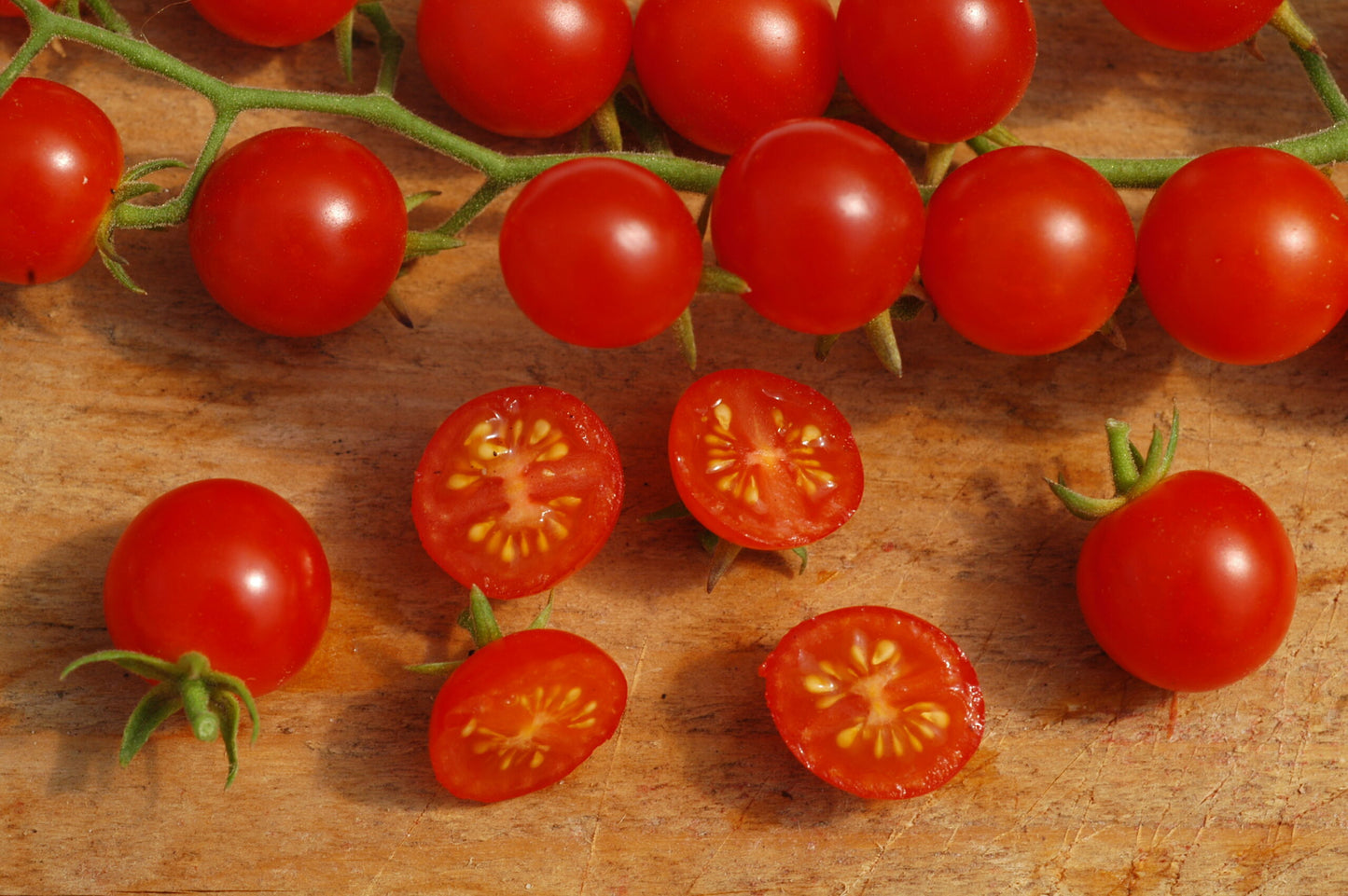 Wildtomate Tomatito de Jalapa