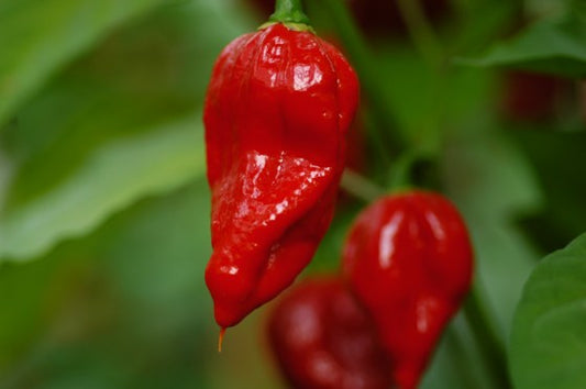 Trinidad Scorpion Butch T.