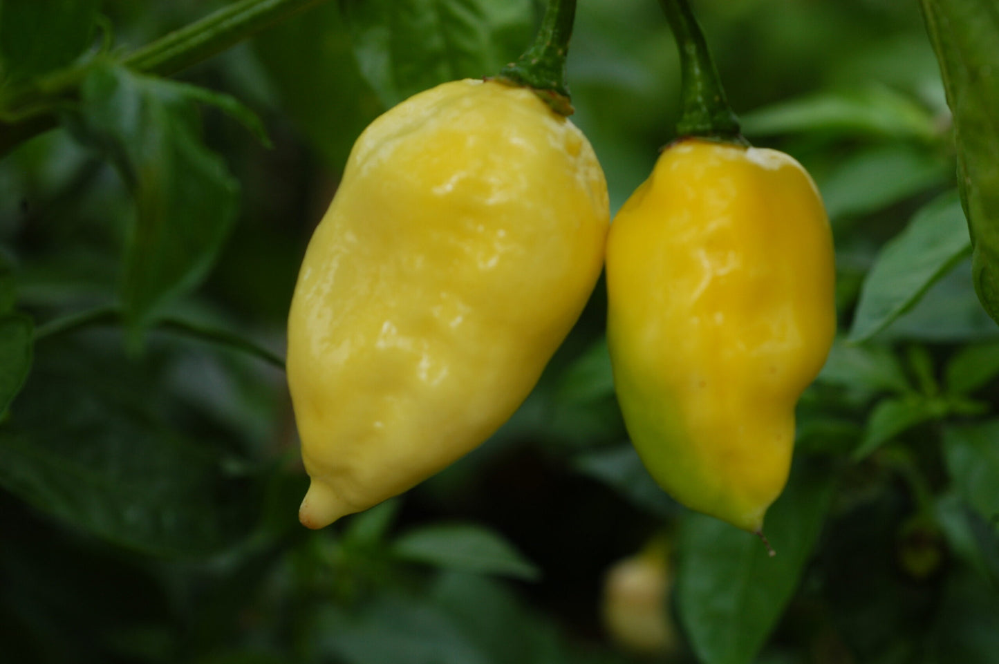 Trinidad Scorpion Moruga White