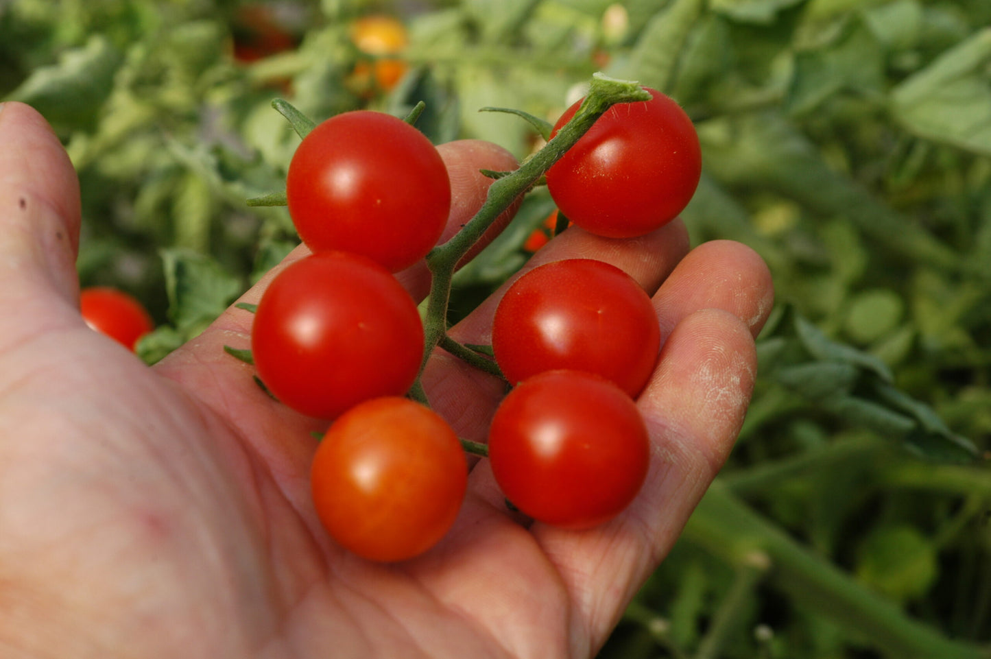 Wildtomate La Palma