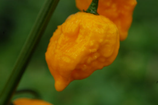 Yellow Fever