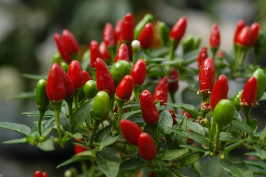 Zimbabwe Bird Pepper