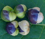 2 Stück Tomatillo Purple